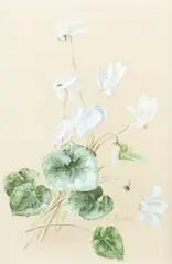 Amélie Lundahl, Cyclamens, gouache