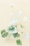 Amélie Lundahl, Cyclamens, gouache