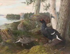 Matti Karppanen, Black grouses in lake landscape, oil