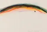 Arnulf Rainer, Bergrücken, 1967, mixed media on paper; framed