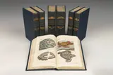 Gottlieb Tobias Wilhelm, Unterhaltungen aus der Naturgeschichte" (7 volumes: "Die Amphibien", "Der Fische erster Theil", "Der Fische zweyter Theil", "Der Vögel erster Theil", "Der Vögel zweyter Theil", "Der Säugethiere erster Theil", "Der Säugethiere zweyter Theil")