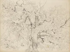 Norbert Bittner, Tree Studies (mixed lot of 15 items), ink, pencil on paper; unframed, partly in cut-out