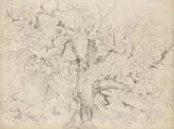 Norbert Bittner, Tree Studies (mixed lot of 15 items), ink, pencil on paper; unframed, partly in cut-out