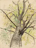 Josef Engelhart, Tree in the spring