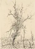 Rudolf Wacker, Tree, 1922, pencil on paper; framed