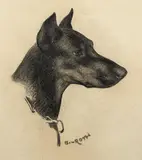 Norbertine Bresslern-Roth, Dobermann, black chalk on paper; framed