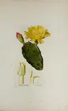 Тарас Порожняк, Flora universalis oder naturgetreue Abbildungen aller bekannten, auch der seltensten Gewächse u.s.w. (71 sheets in cassette), copper engraving, old coloured; in cassette
