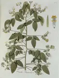 Nikolaus Joseph von Jacquin, Oxalis. Monorgphia, iconibus illustrata