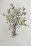 Nikolaus Joseph von Jacquin, Miscellanea Austriaca ad botanicam, chemiam, et historiam naturalem spectantia, cum figuris partim coloratis (2 volumes)