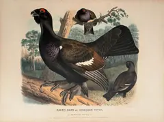 Adolf Bernhard Meyer, Unser Auer-, Rackel- und Birkwild und seine Abarten (Bild-Atlas), 17 hand-coloured lithographs in original portfolio