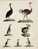 Friedrich Justin Bertuch et al., Animal depictions (24 items; 21 items from: Bilderbuch für Kinder..., ), c. 1800, copperplate engraving, coloured; unframed, partly in passepartout