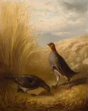 Ludwig Schuster, Two partridges in a field, 1873, oil on canvas; unframed