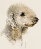Bedlington Terrier by Norbertine Bresslern-Roth, watercolour on paper; framed, sold Jun 2024