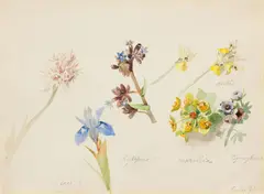 Marie Egner, Flower study from Corfu (Iris, Lycopsis, Euphorbia, Orchis, Cynoglossum), 1893, watercolour on paper; framed
