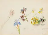 Marie Egner, Flower study from Corfu (Iris, Lycopsis, Euphorbia, Orchis, Cynoglossum), 1893, watercolour on paper; framed