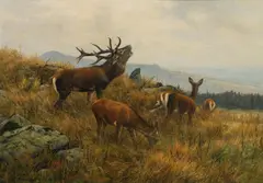 Carl Zimmermann, Red deer, oil on canvas; framed