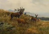 Carl Zimmermann, Red deer, oil on canvas; framed