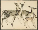 Ludwig Heinrich Jungnickel, Hinds ("Schönbrunner Tiertypen")