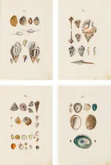 Joachim Johann Nepomuk Anton Spalowsky, Prodromus in systema historicum testaceorum. Vorschmack einer vollständingen systematischen Geschichte der Schalthiergehäuse, Vienna, Ignaz Alberti's Wittwe, 1795.