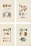 Prodromus in systema historicum testaceorum. Vorschmack einer vollständingen systematischen Geschichte der Schalthiergehäuse, Vienna, Ignaz Alberti's Wittwe, 1795. by Joachim Johann Nepomuk Anton Spalowsky, sold Nov 2023