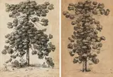 Johann Moritz Rugendas, Mixed lot 2 pieces: Pinhero - Araucaria brasiliano (Brazil pine), 1825, India ink, pencil on paper; unframed