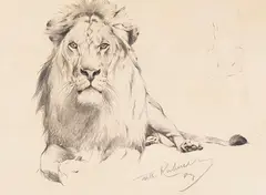 Wilhelm Kuhnert, Studie eines Löwen, 1909, Pencil drawing