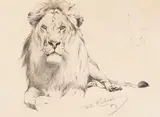 Wilhelm Kuhnert, Studie eines Löwen, 1909, Pencil drawing