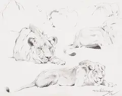 Wilhelm Kuhnert, Löwenstudien, 1912, Pencil drawing