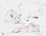 Wilhelm Kuhnert, Löwenstudien, 1912, Pencil drawing