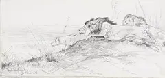 Wilhelm Kuhnert, Löwen auf der Lauer, 1900, Pencil drawing
