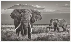 David Yarrow, The Witness, 2020, Black and white photograph. Archival pigment print
