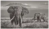 David Yarrow, The Witness, 2020, Black and white photograph. Archival pigment print
