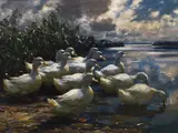 Alexander Koester, 11 Enten in der Morgensonne, Um 1910-15, Oil on canvas