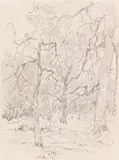 Wilhelm Busch, 3 Bll.: Zwei Kühe (Bl. 1). Waldinneres mit Brücke über Bach (Bl. 2). Haus hinter Bäumen und Sträuchern, verso: Tannenschonung im Wald (Bl. 3), Zwischen 1865–189, Drawings. Pencil, India ink