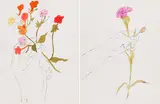 Andy Warhol, Hand with Flowers und Hand with Carnation, 1957, 2 ll.: hand-colored Offset lithographs