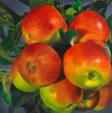 Karin Kneffel, Äpfel, 1996, Oil on canvas