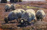 Heinrich von Zügel, Weidende Schnucken in sonniger Heide