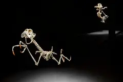 Hyungkoo Lee, Geococcyx Animatus & Canis Latrans Animatus (2-tlg.), 2005/06, Resin, aluminium sticks, stainless steel wires,...