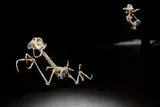 Hyungkoo Lee, Geococcyx Animatus & Canis Latrans Animatus (2-tlg.), 2005/06, Resin, aluminium sticks, stainless steel wires,...