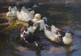 Alexander Koester, Enten in Morgensonne (Enten in blauem Wasser), 1904, Oil on canvas