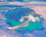 Turtle by Andy Warhol, 1985, Farbserigraphie auf Karton, sold Dec 2020