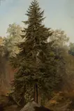 Julius Mařák, Burly spruce