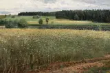 Václav Jansa, Rye