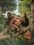 Zdeněk Burian, Orang-utans