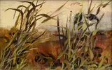 Ota Janeček, Grasses
