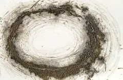 Crown of Thorns by Magdalena Jetelová, 1984, flare-burn on foam board, sold May 2022