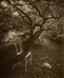 Josef Sudek, Otto Rothmayer's Garden I, 1954–1959, black and white photograph