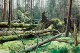Adam Kašpar, Velká Niva National Nature Reserve, 2023, oil on canvas
