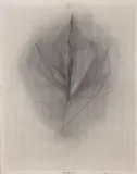 Rony Plesl, Translucent, 2023, charcoal on perforated paper