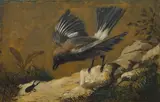 Josef Navrátil, Still Life with Jay and Stag Beetle